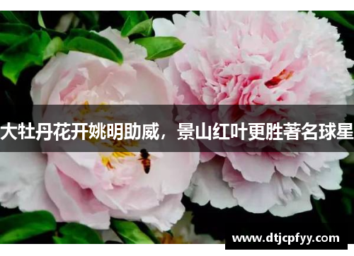 大牡丹花开姚明助威,景山红叶更胜著名球星 大牡丹花开姚明助威,景山红叶更胜著名球星